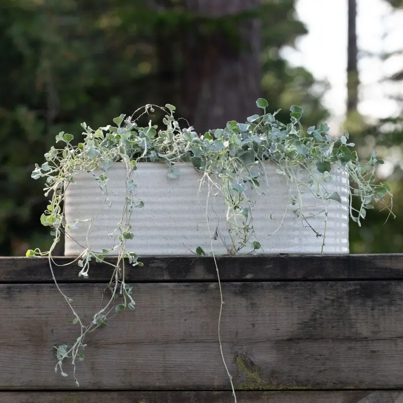Elfrida Oval Planter – Off-White Finish 1